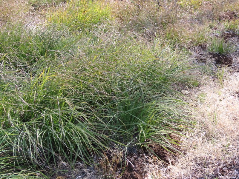 Columbian Sedge photo 4