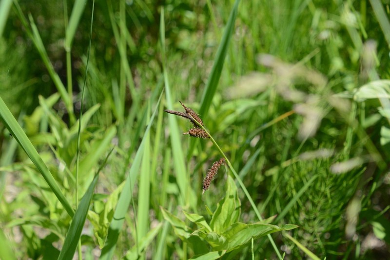 Columbian Sedge photo 5