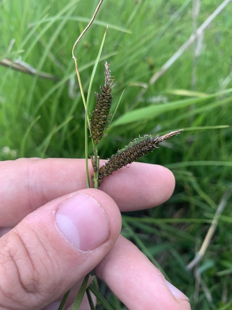 Columbian Sedge photo 6