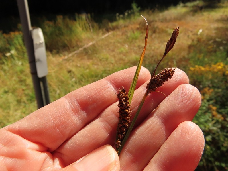 Columbian Sedge photo 7