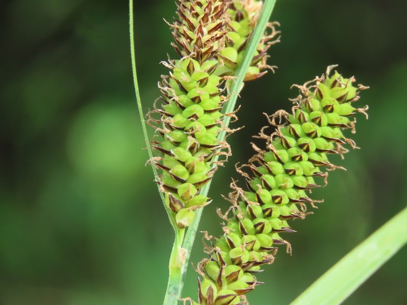 Columbian Sedge photo 8