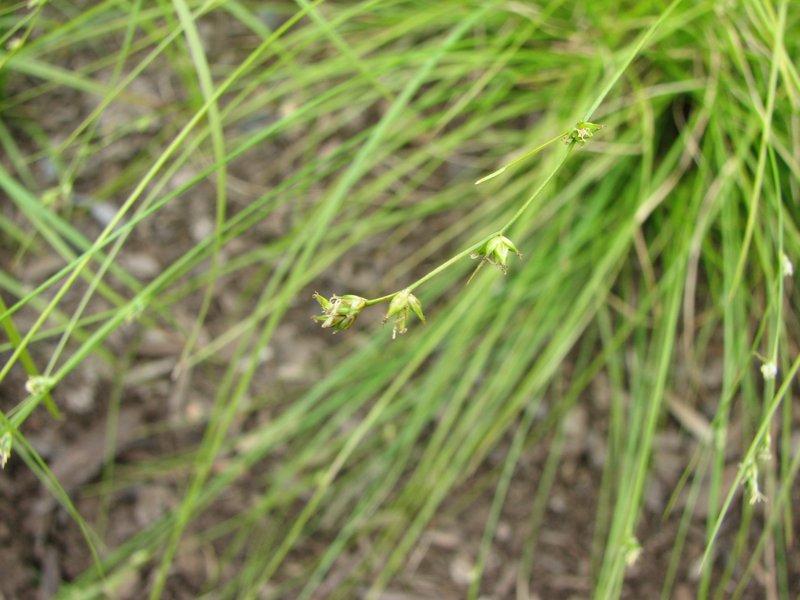 Appalachian Sedge