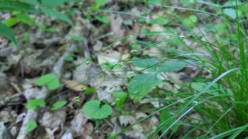 Appalachian Sedge photo 4