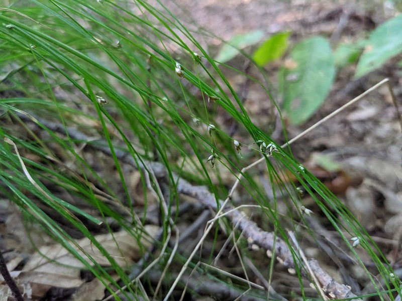 Appalachian Sedge photo 5