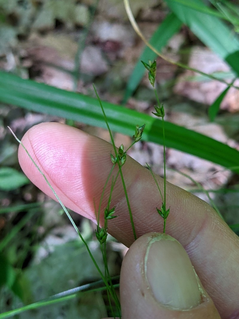 Appalachian Sedge photo 6