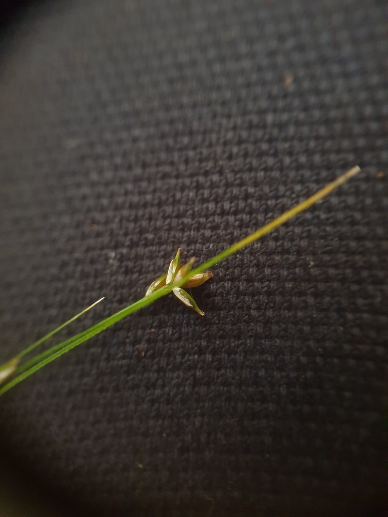 Appalachian Sedge photo 8
