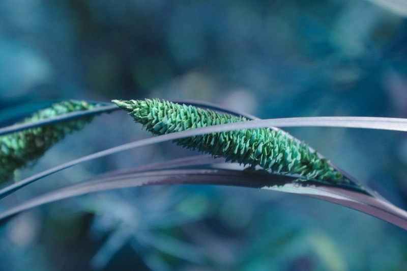 Water Sedge photo 3