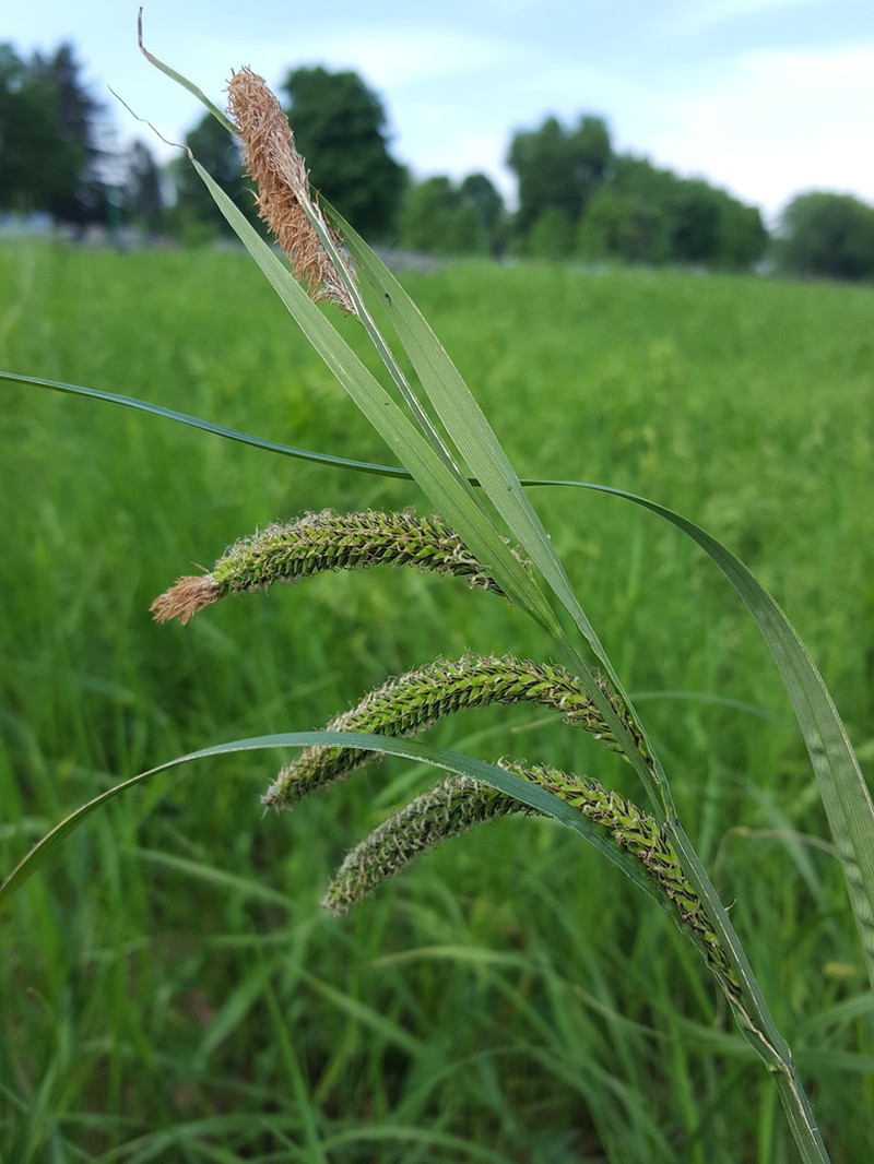 Water Sedge photo 4