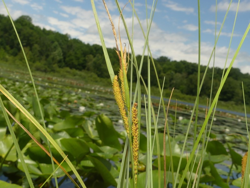 Water Sedge photo 5