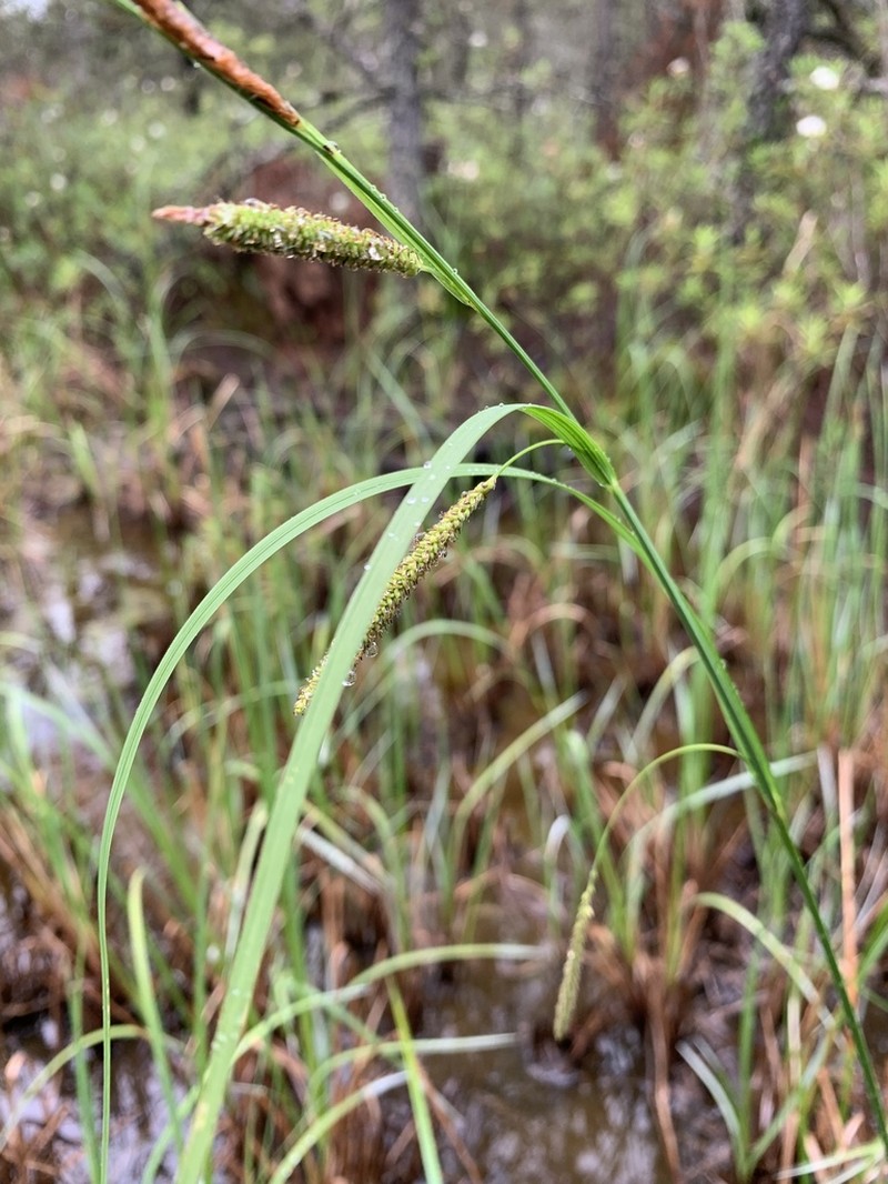 Water Sedge photo 6