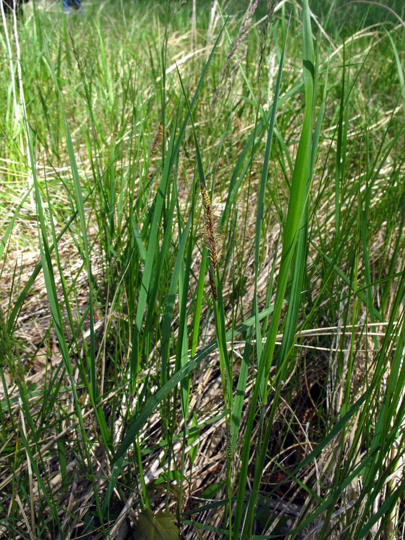 Water Sedge photo 7