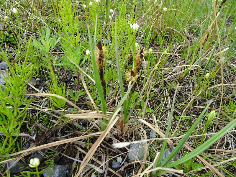 Water Sedge photo 8