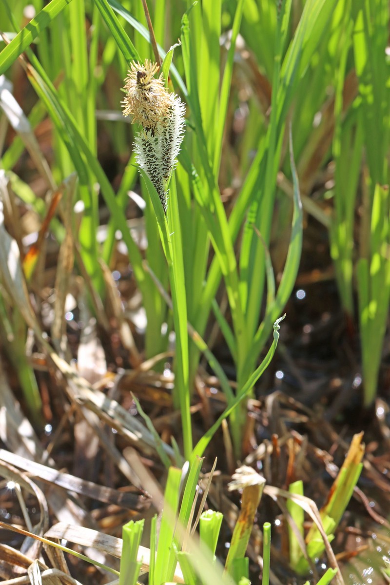 Carex aquatilis var. aquatilis
