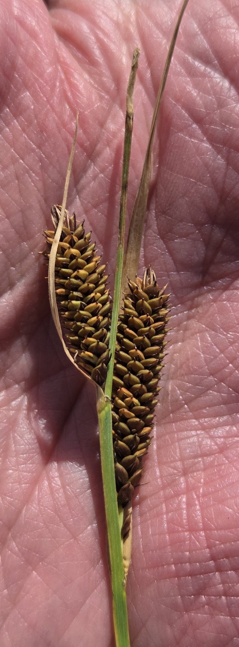 Carex aquatilis var. aquatilis photo 2