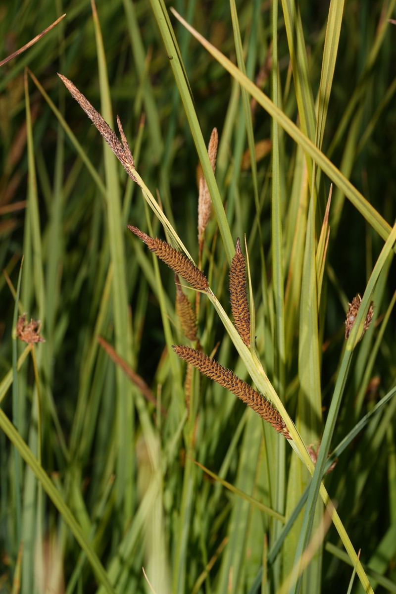 Carex aquatilis var. aquatilis photo 3