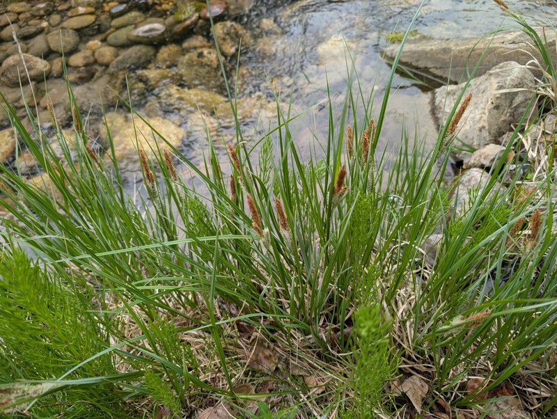 Carex aquatilis var. aquatilis photo 4