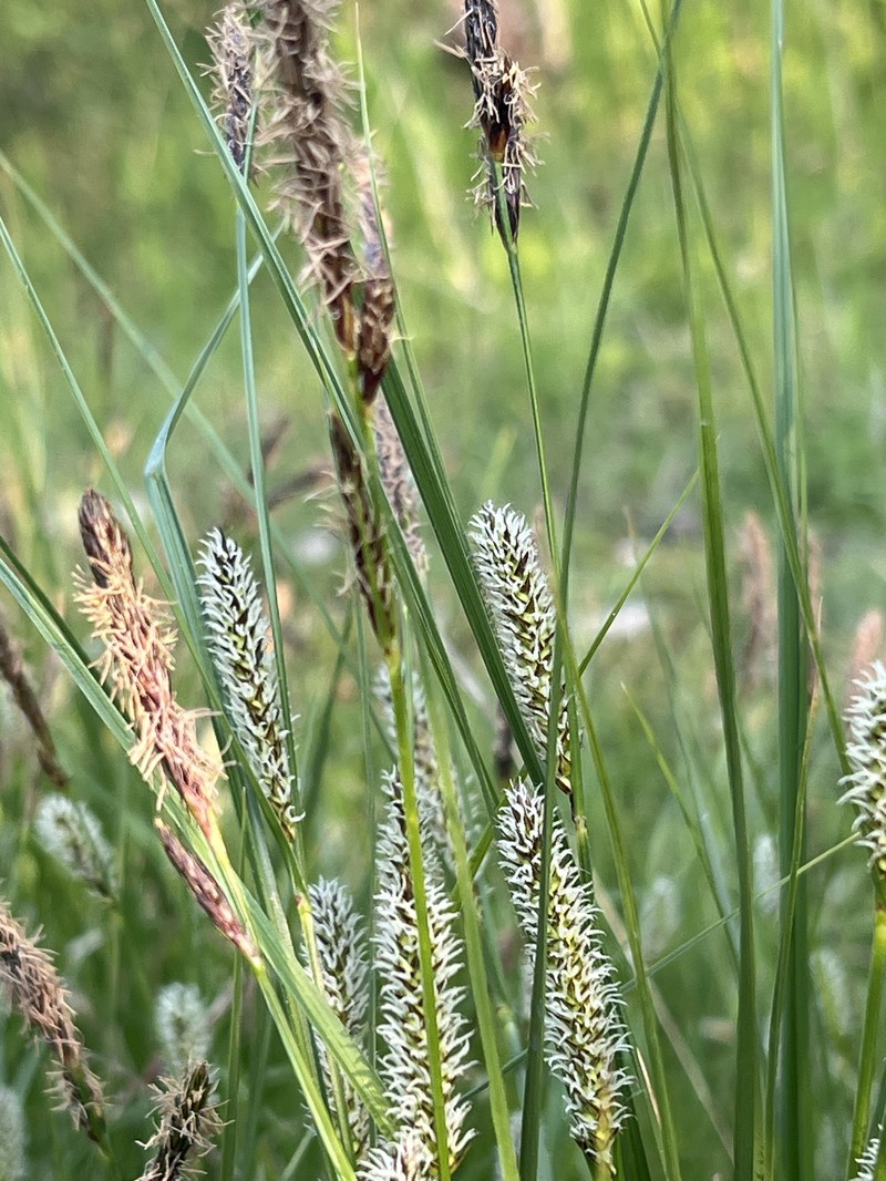 Carex aquatilis var. aquatilis photo 5