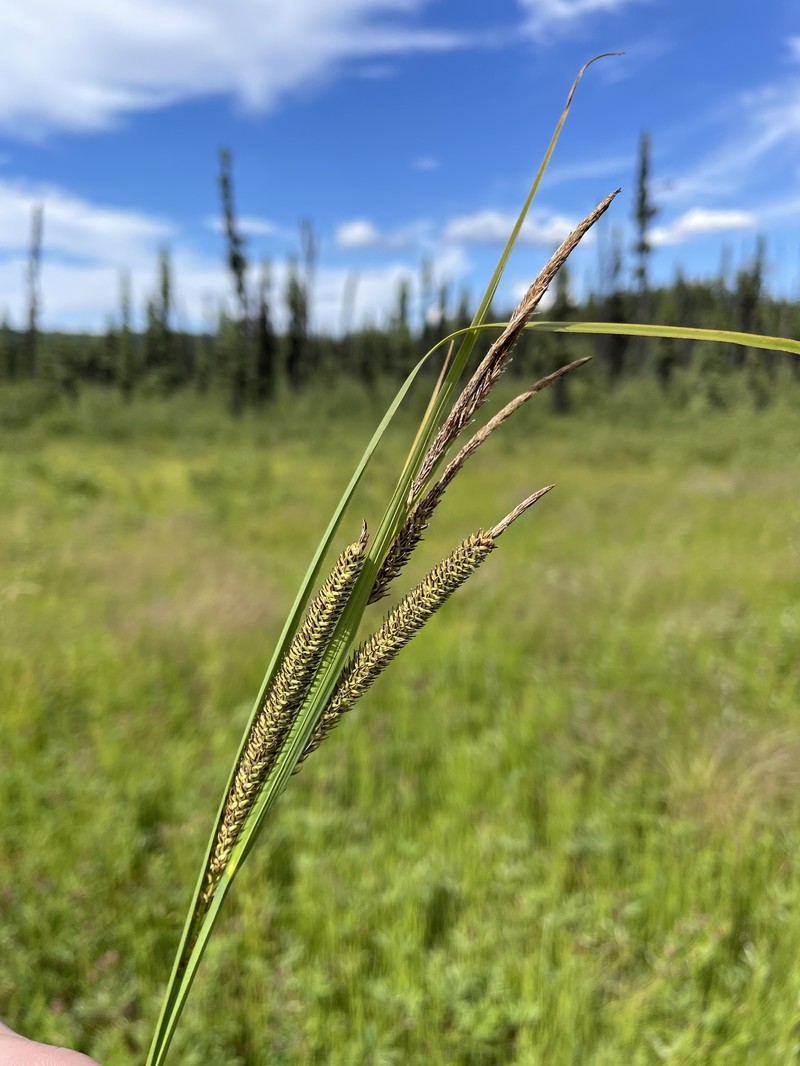 Carex aquatilis var. aquatilis photo 6