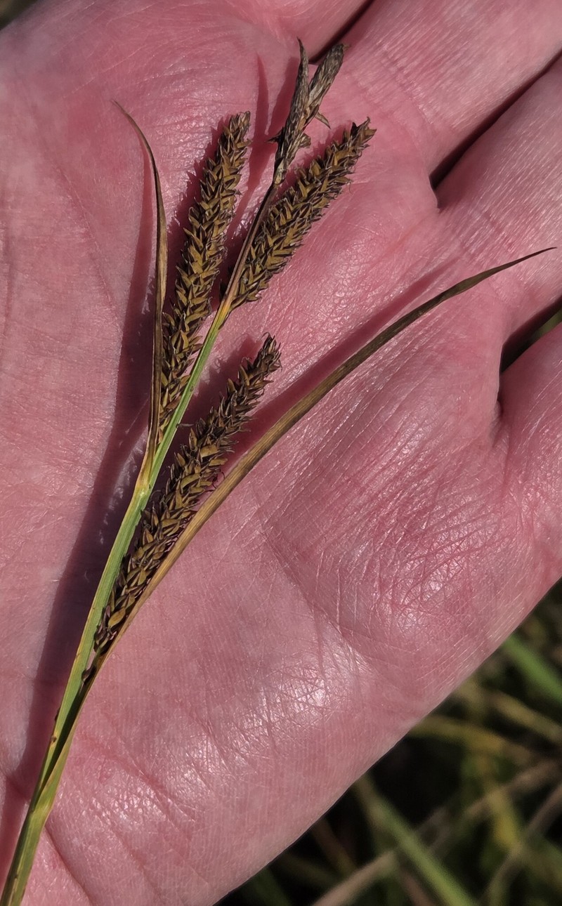 Carex aquatilis var. aquatilis photo 7