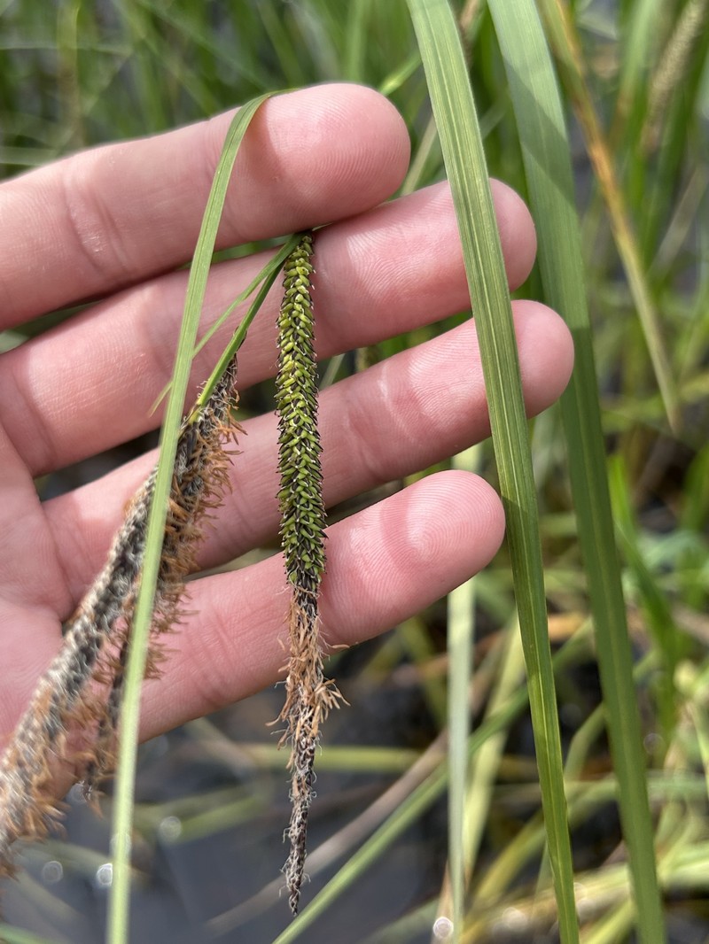 Carex aquatilis var. dives