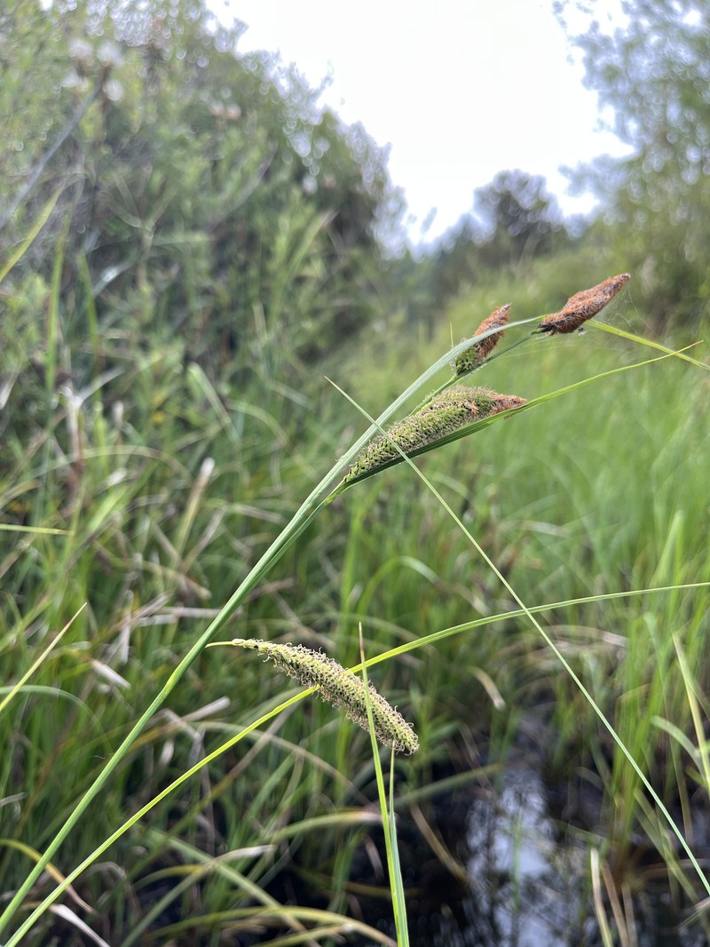Carex aquatilis var. dives photo 2