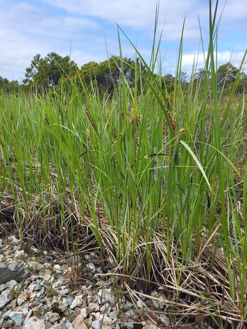 Carex aquatilis var. dives photo 3