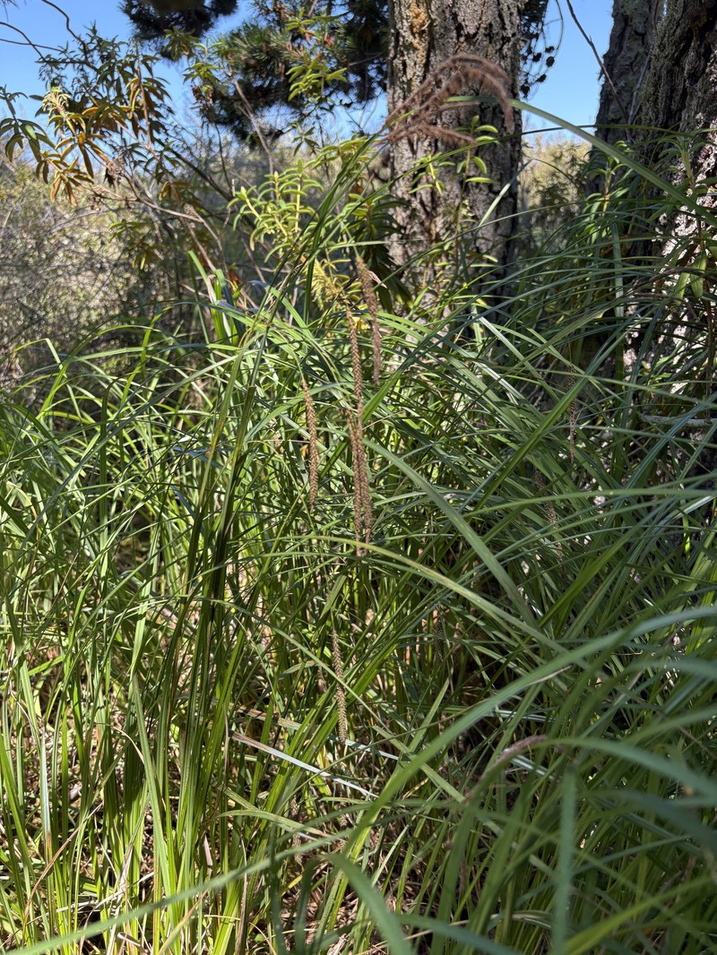 Carex aquatilis var. dives photo 4