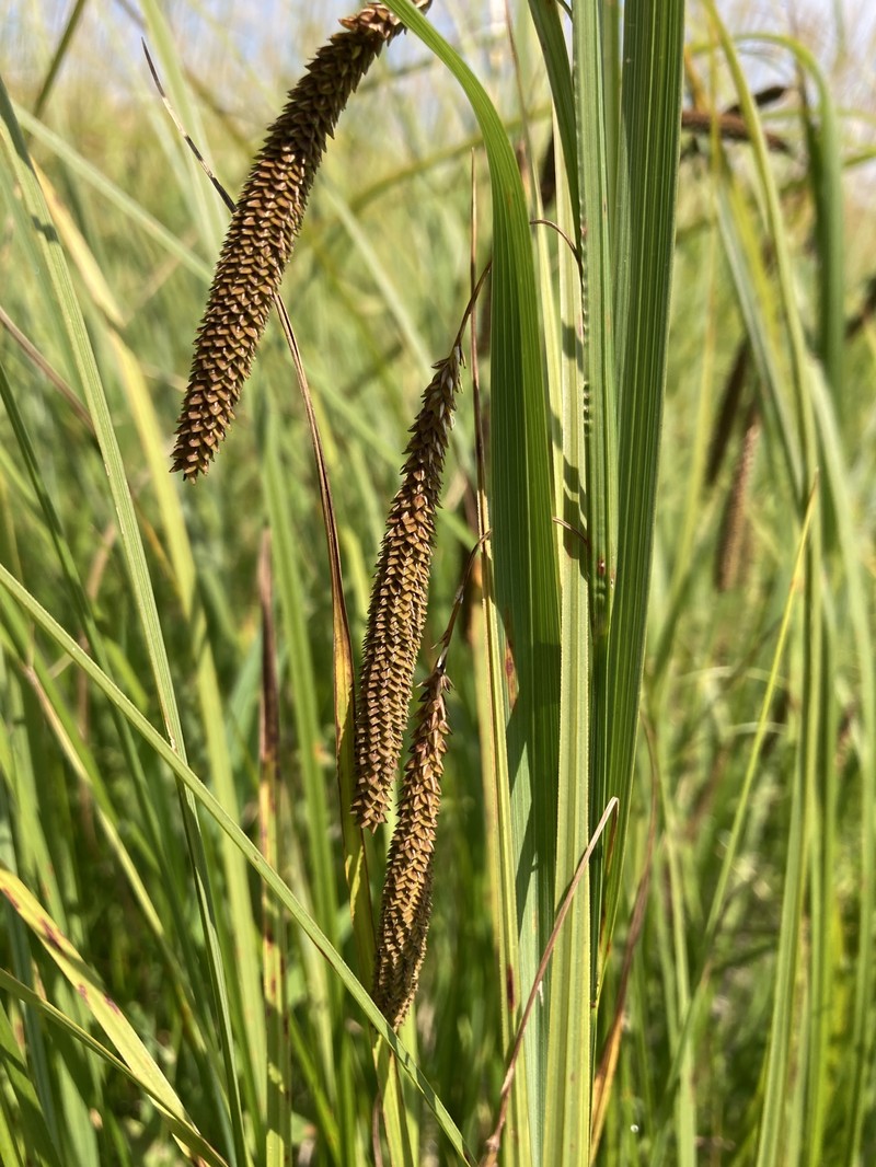 Carex aquatilis var. dives photo 5