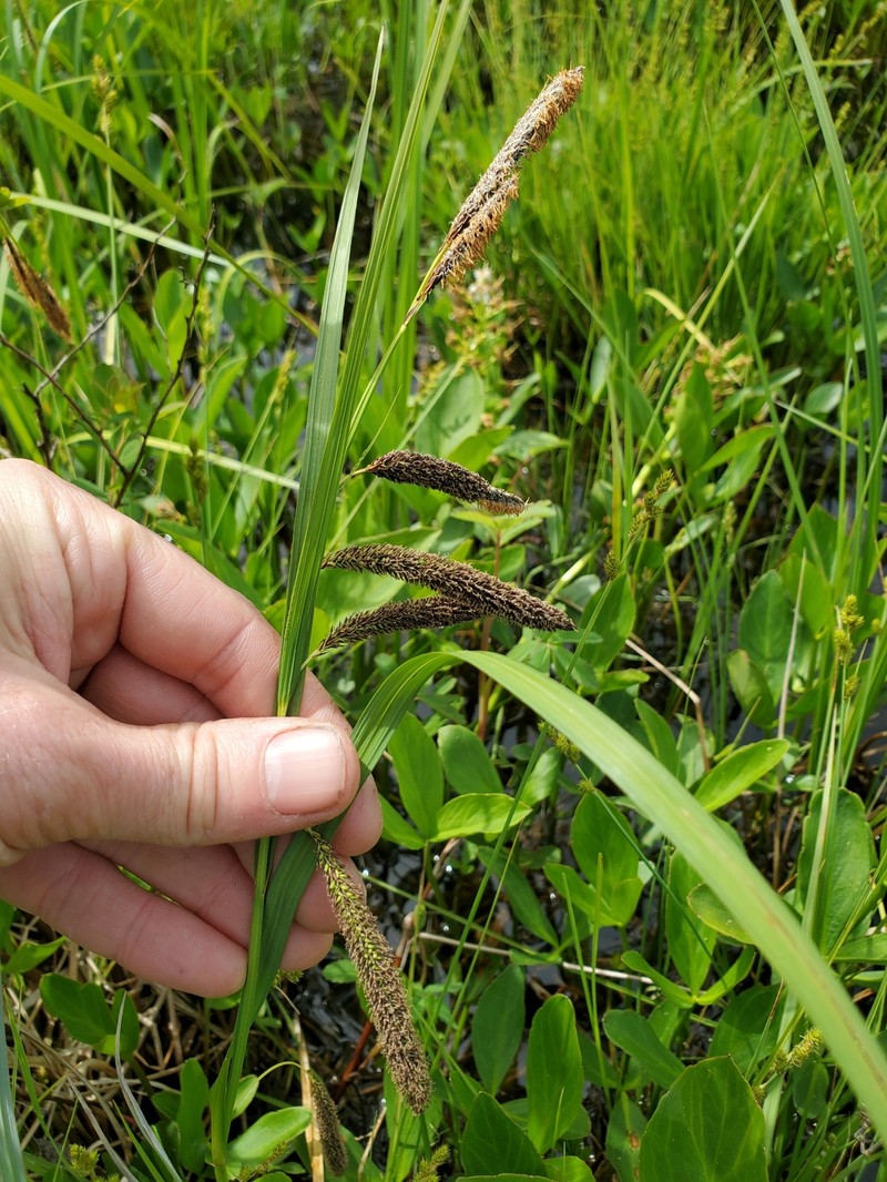Carex aquatilis var. dives photo 6
