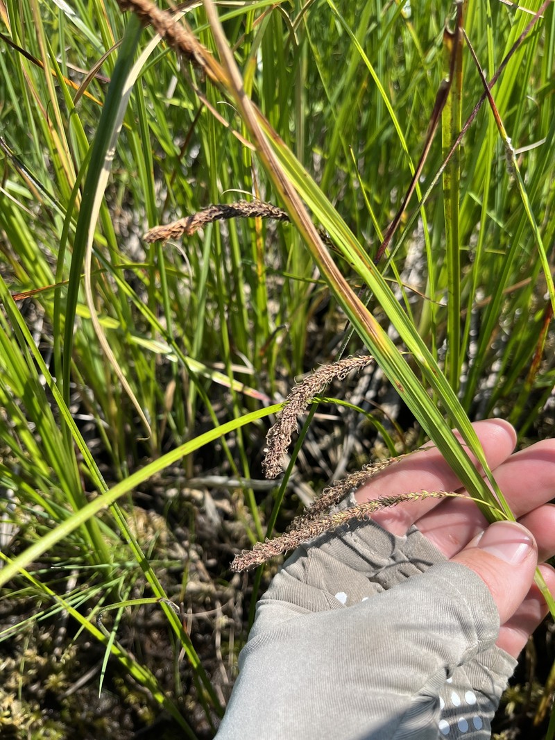 Carex aquatilis var. dives photo 7