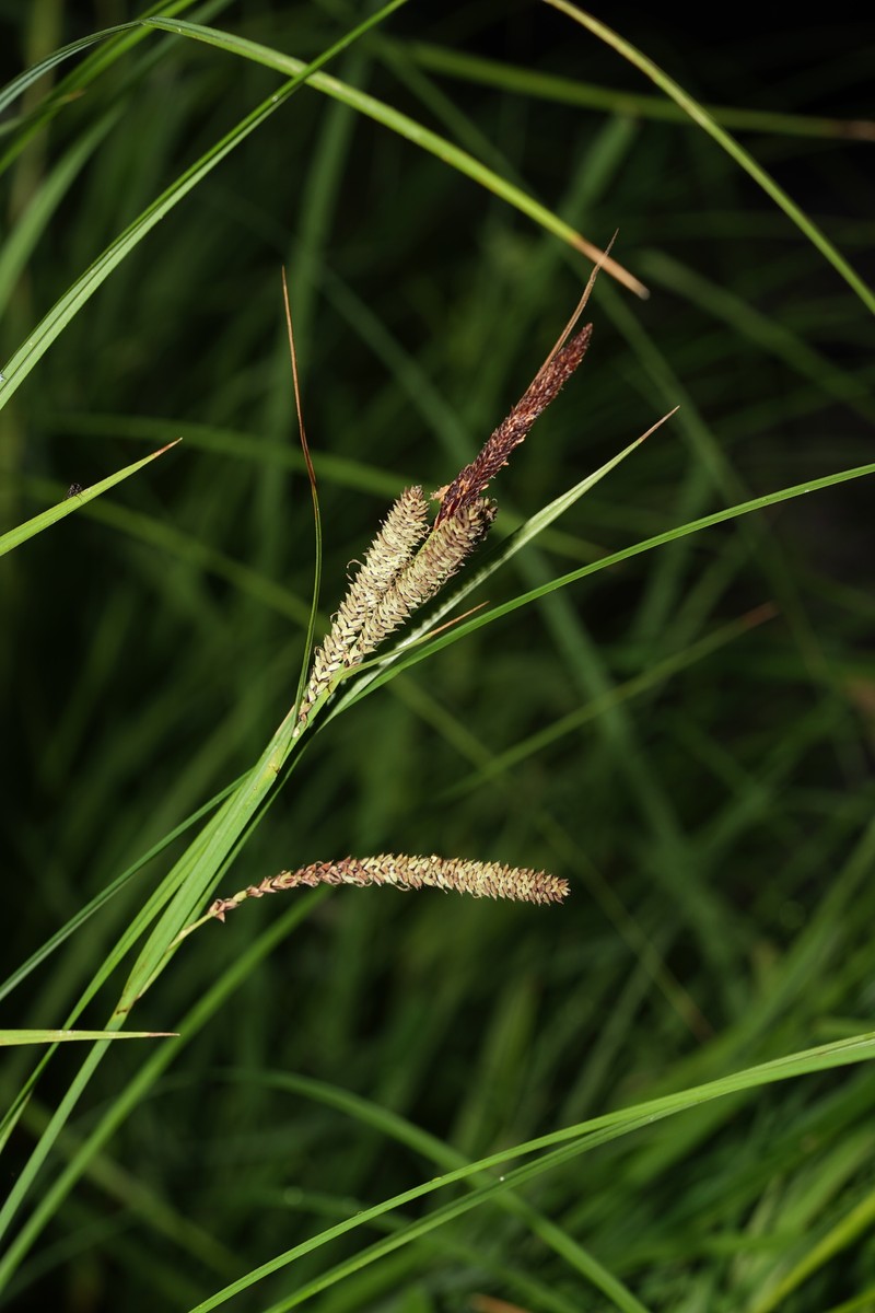 Carex aquatilis var. dives photo 8