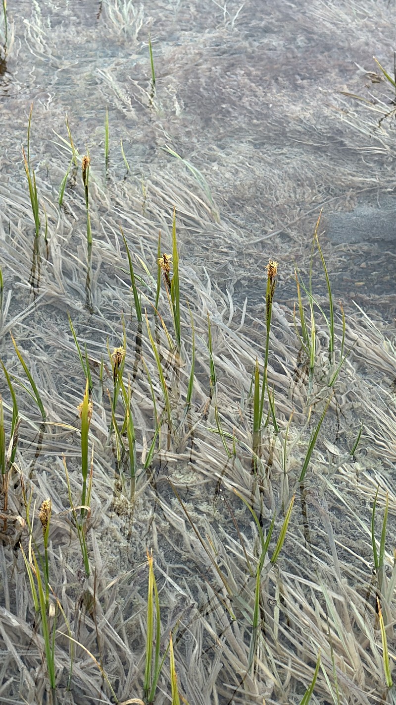 Carex aquatilis var. minor