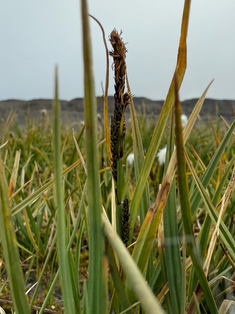 Carex aquatilis var. minor photo 2