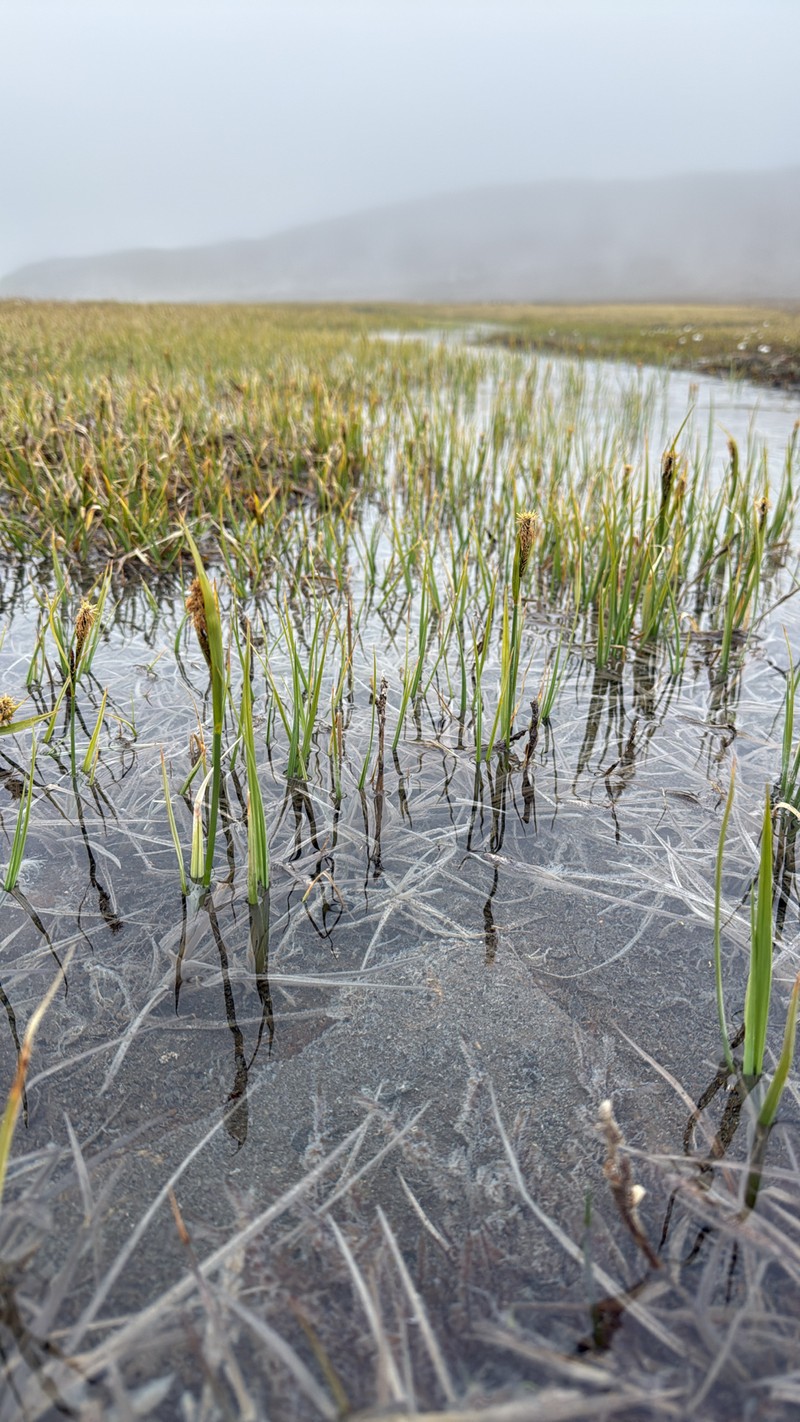 Carex aquatilis var. minor photo 3