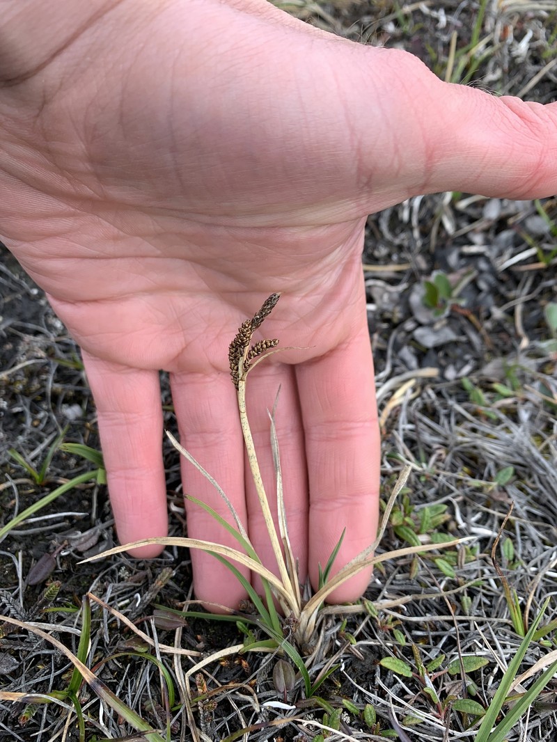 Carex aquatilis var. minor photo 4