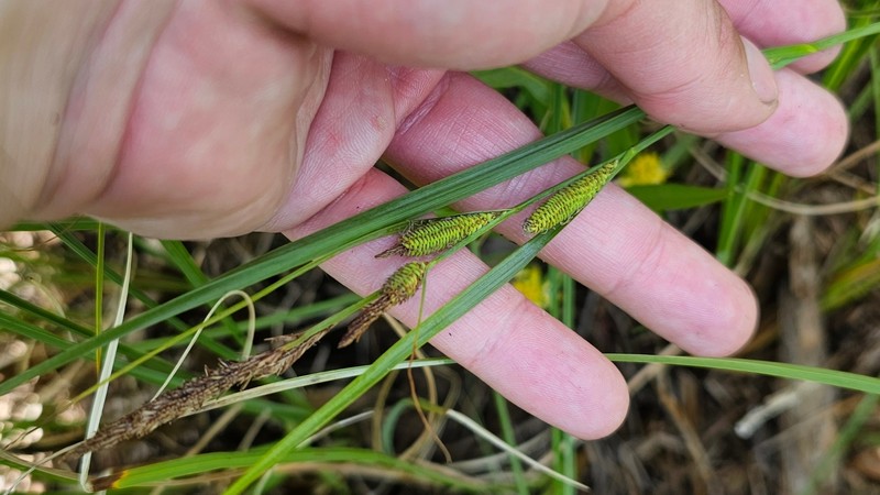 Carex aquatilis var. substricta