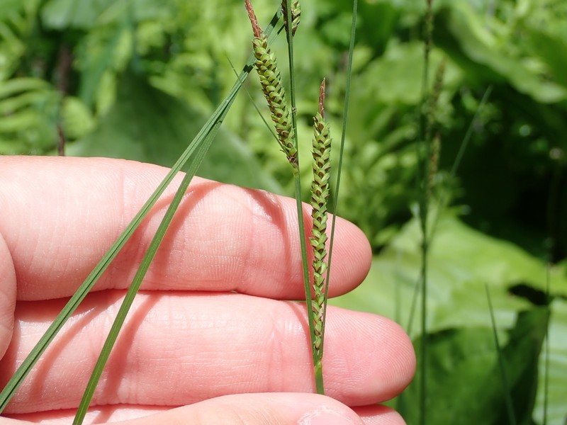 Carex aquatilis var. substricta photo 2