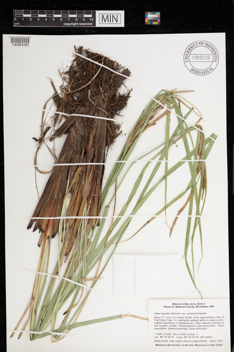 Carex aquatilis var. substricta photo 3