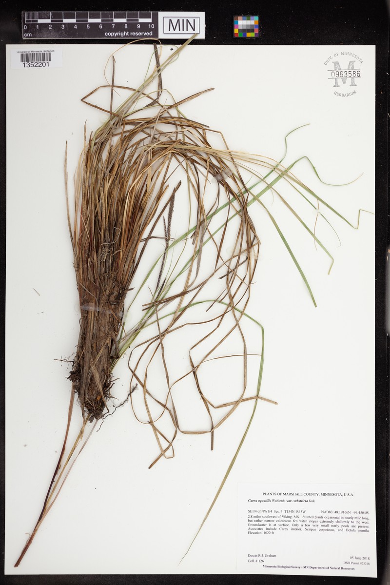 Carex aquatilis var. substricta photo 4