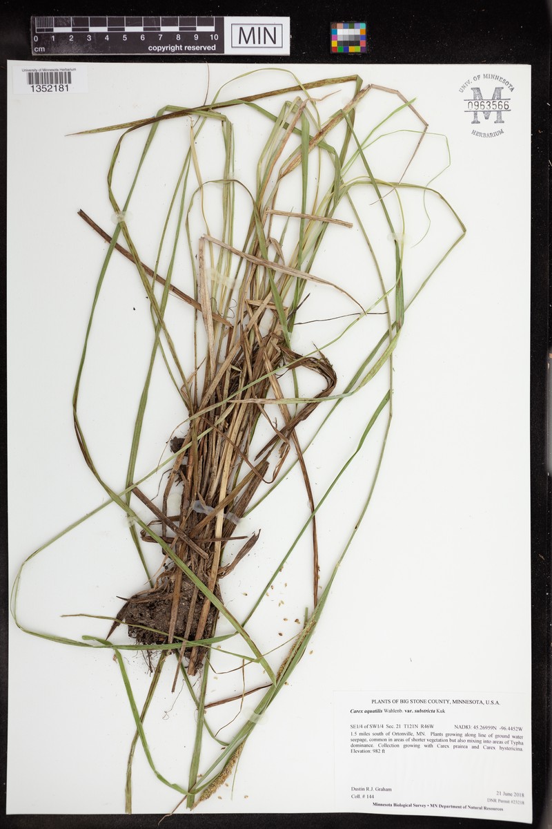 Carex aquatilis var. substricta photo 5