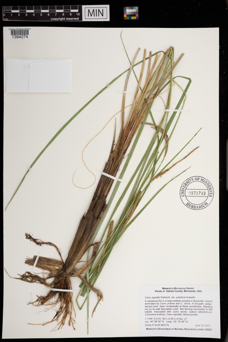 Carex aquatilis var. substricta photo 6