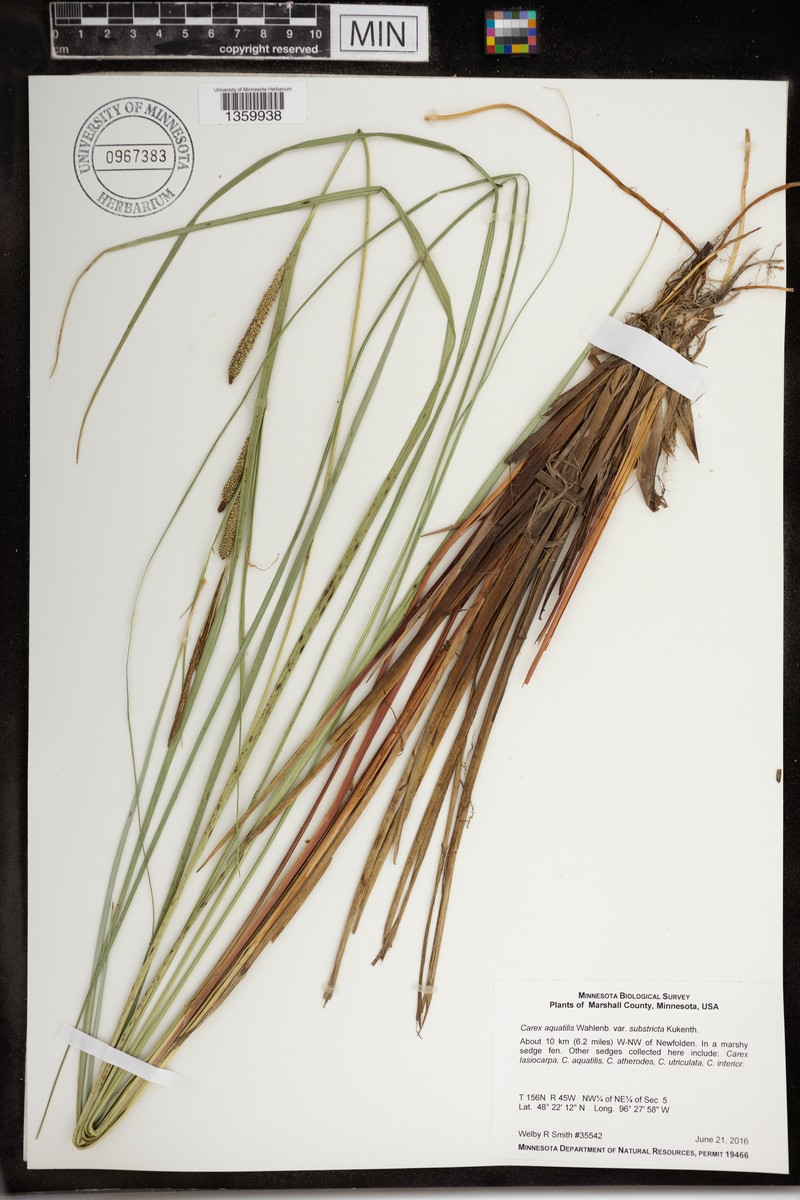 Carex aquatilis var. substricta photo 7