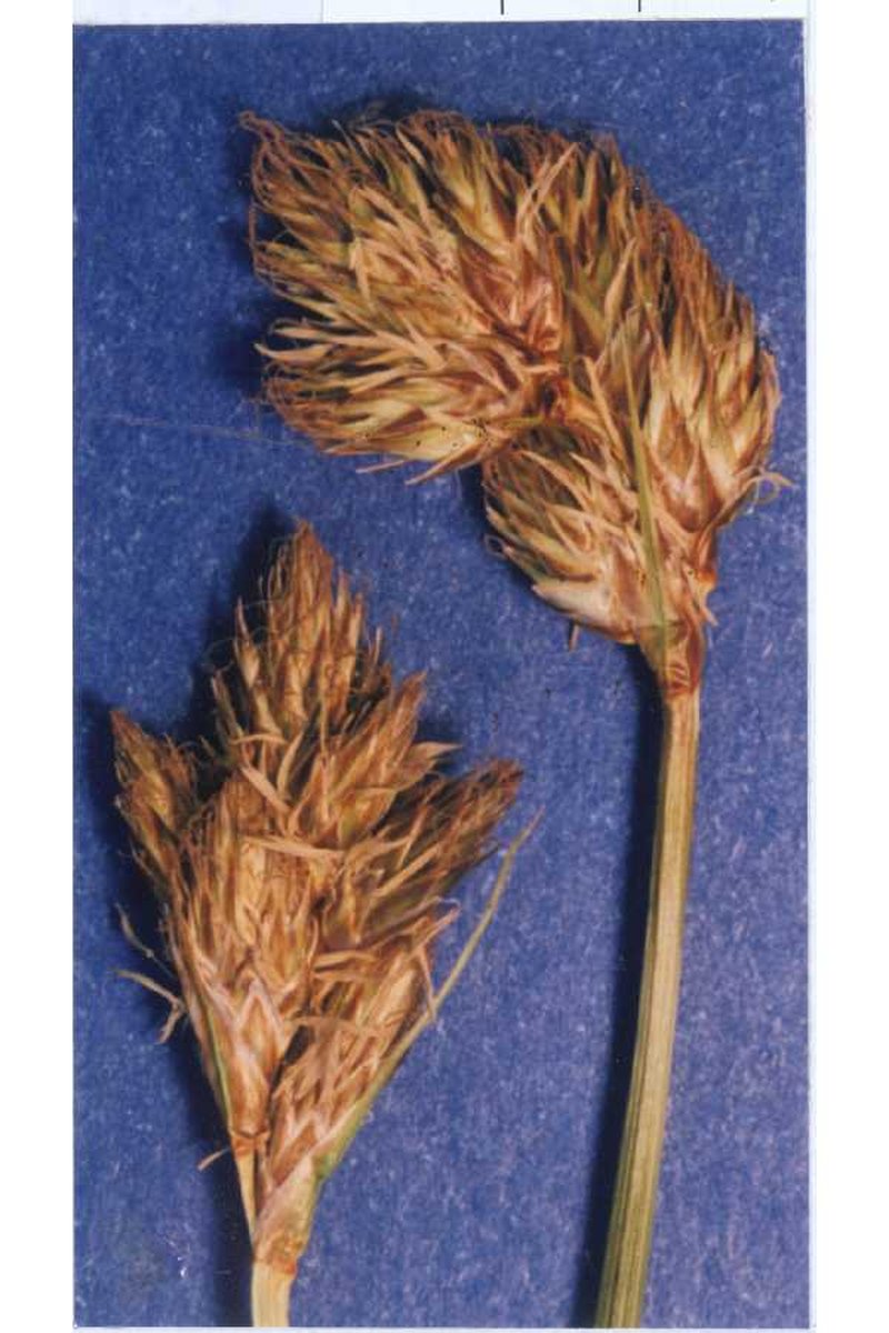 Arapaho Sedge
