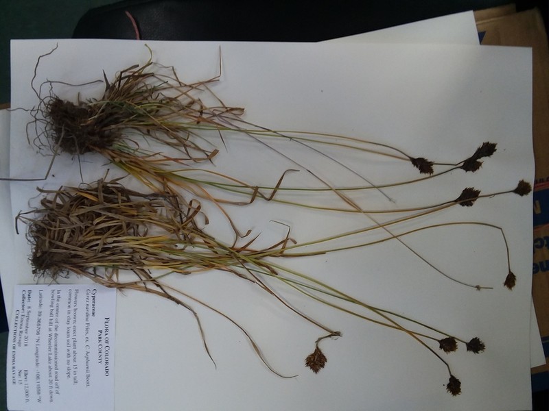Arapaho Sedge photo 4