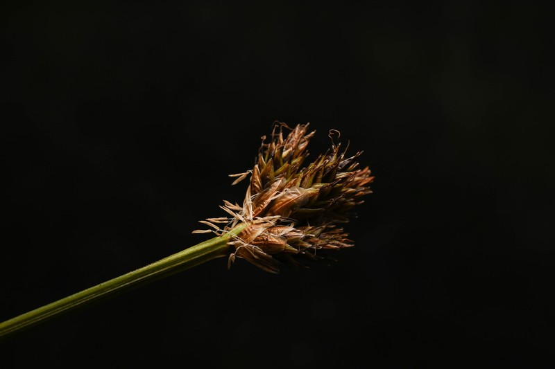 Arapaho Sedge photo 7