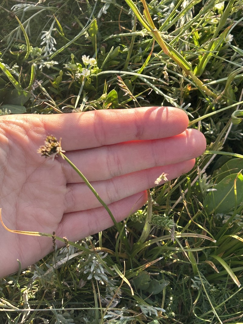 Arapaho Sedge photo 8