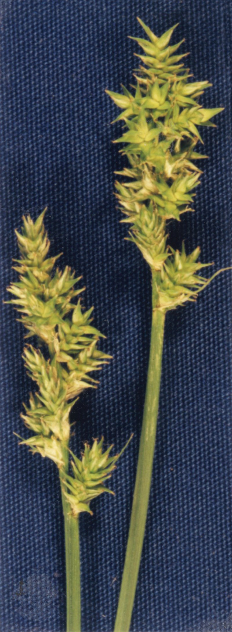 Northern Cluster Sedge