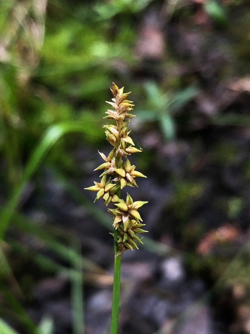 Northern Cluster Sedge photo 4