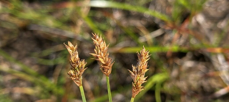 Northern Cluster Sedge photo 5