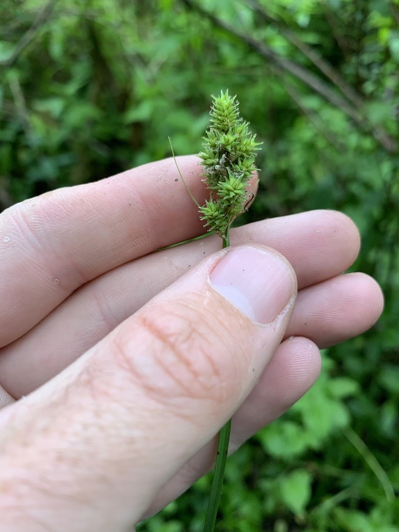 Northern Cluster Sedge photo 6